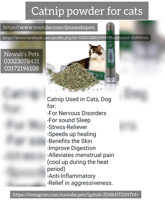 Premium Catnip for Cats – Pure, Natural & Irresistible Fun!